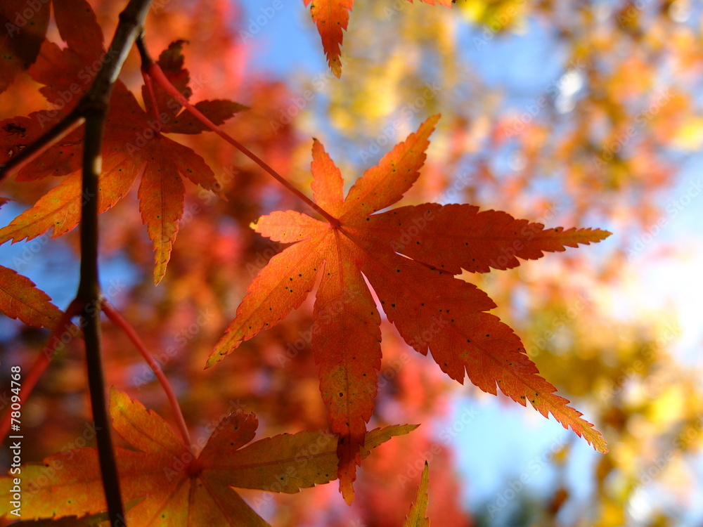 紅葉 秋 花貫渓谷 紅葉 秋 花貫渓谷