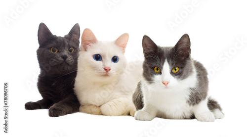 Fototapeta Naklejka Na Ścianę i Meble -  cats looking