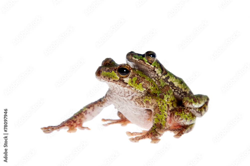 Polypedates duboisi, flying tree frog on white Polypedates duboisi, flying tree frog on white