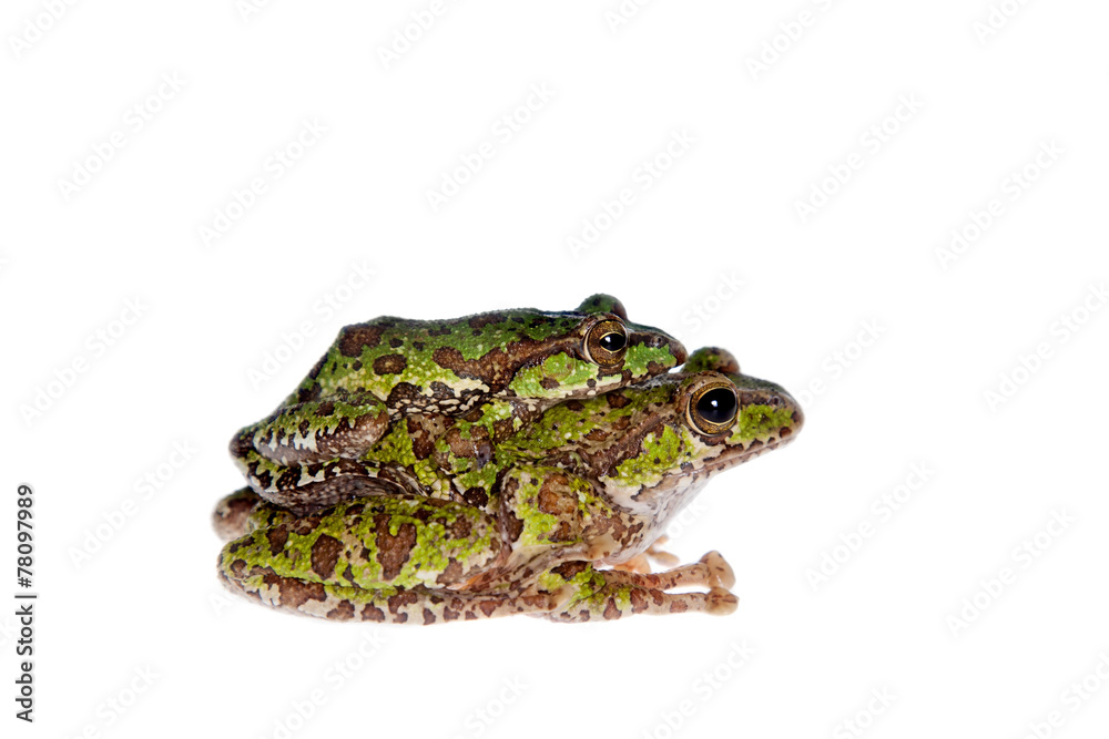 Fototapeta premium Polypedates duboisi, flying tree frog on white