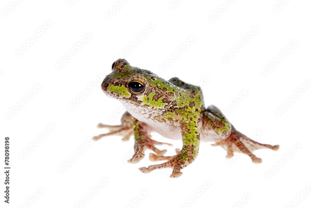 Fototapeta premium Polypedates duboisi, flying tree frog on white