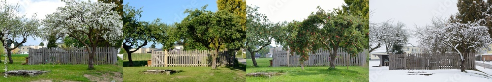 Apfelbaum in vier Jahreszeiten