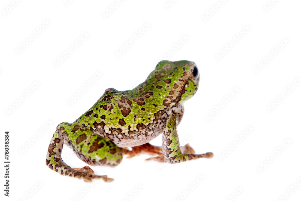 Polypedates duboisi, flying tree frog on white Polypedates duboisi, flying tree frog on white