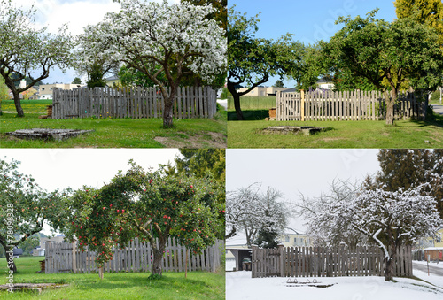 alter Apfelbaum - vier Jahreszeiten