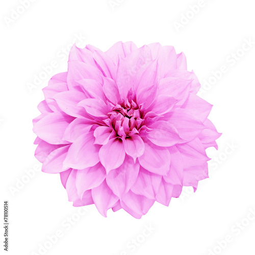 gentle pink peony is isolated on the white