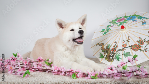 Εκτύπωση καμβά Akita deco japonais