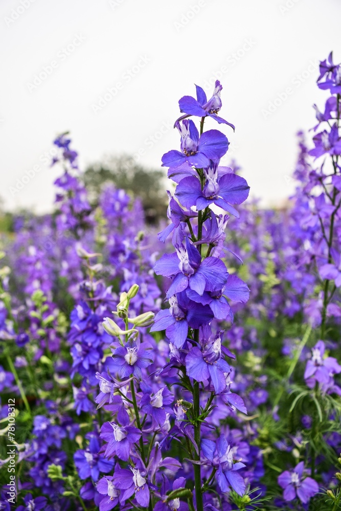 purple lavender flowers in the field purple lavender flowers in the field