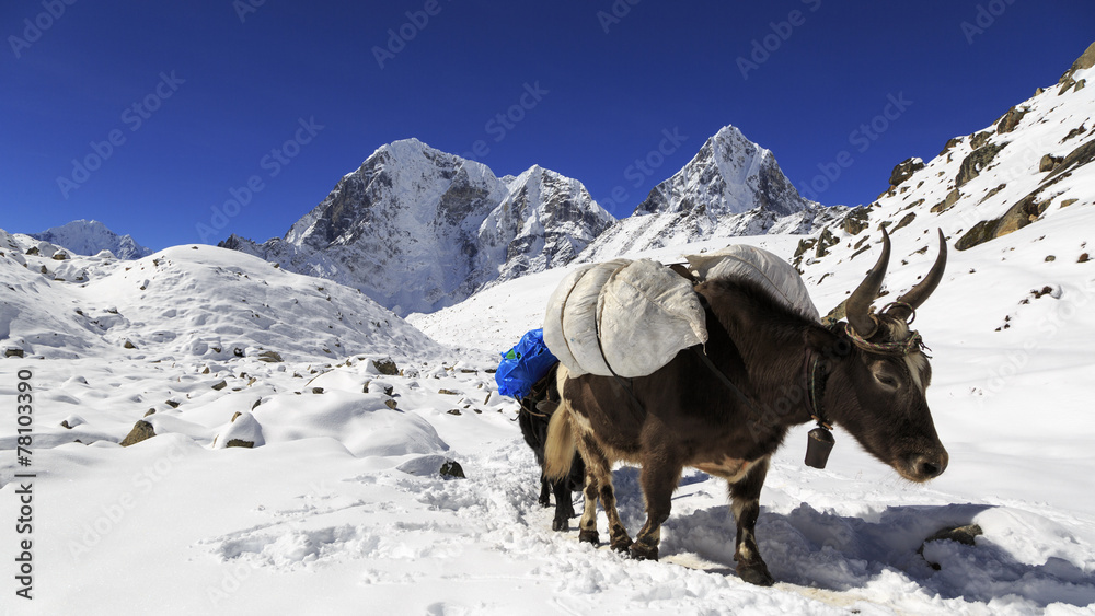 Trek in Himalayas Trek in Himalayas
