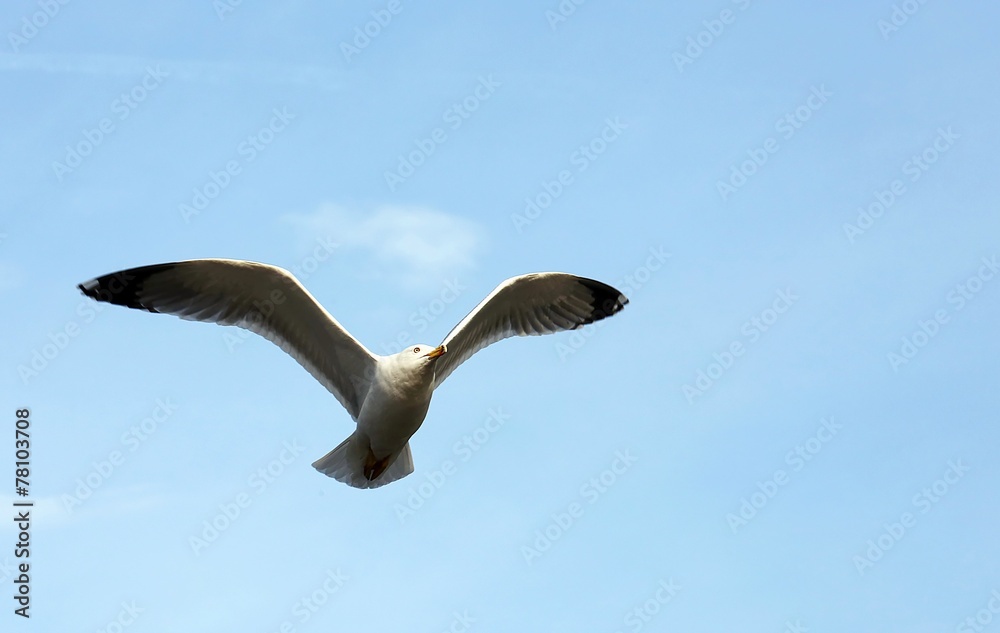 Obraz premium evolution of the flight of a Seagull in the sky