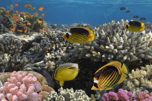 Ocean full of life. underwater coral reef