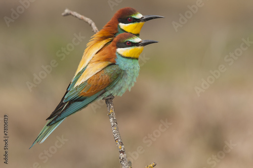 Common bee-eater ( Merops Apiaster ) perched on a branch