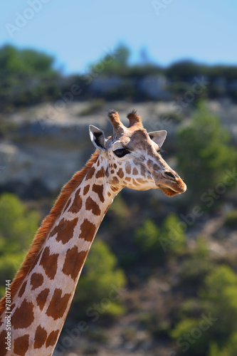 Giraffe © katechris