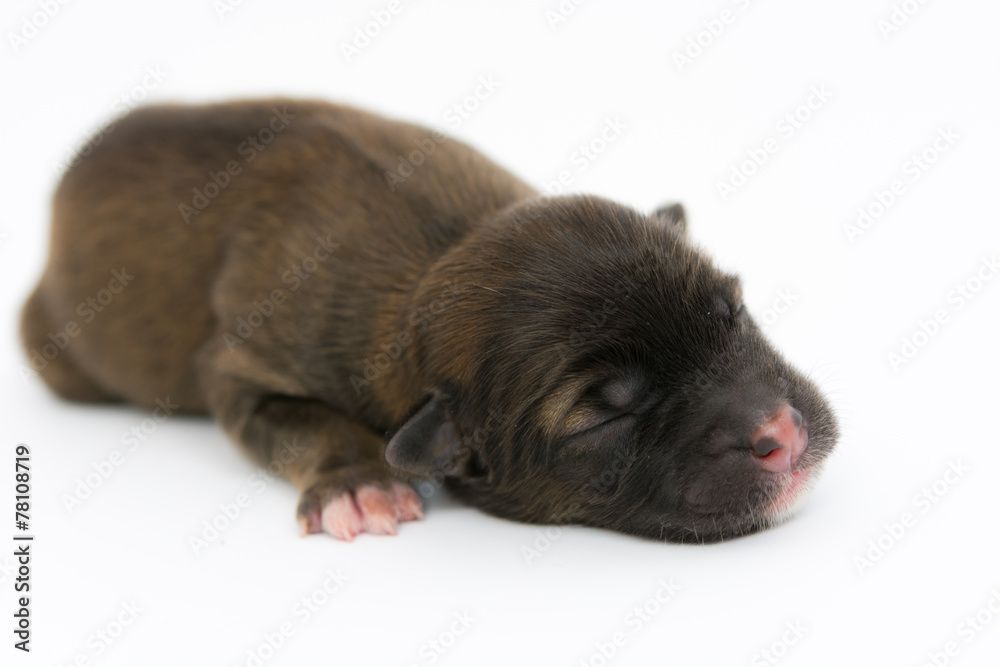 Fototapeta premium One day for newborn pup