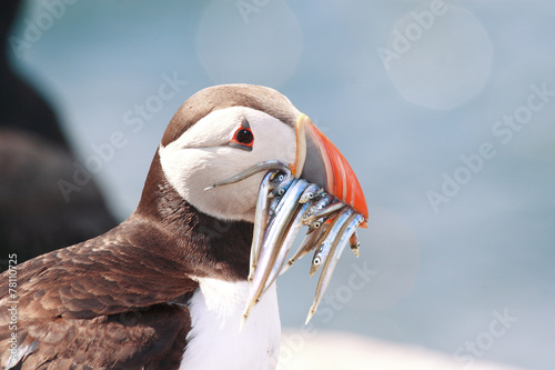 pulcinella di mare fratercula uccello isole farne scozia photo