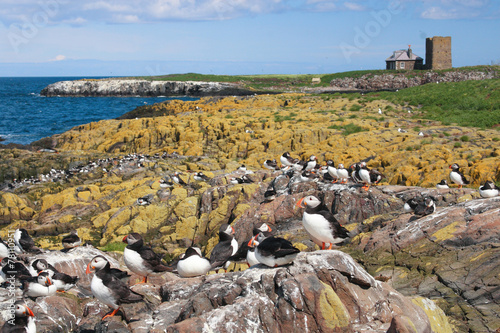 pulcinella di mare fratercula uccello isole farne scozia photo