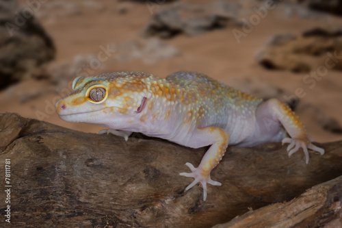 Gecko resting