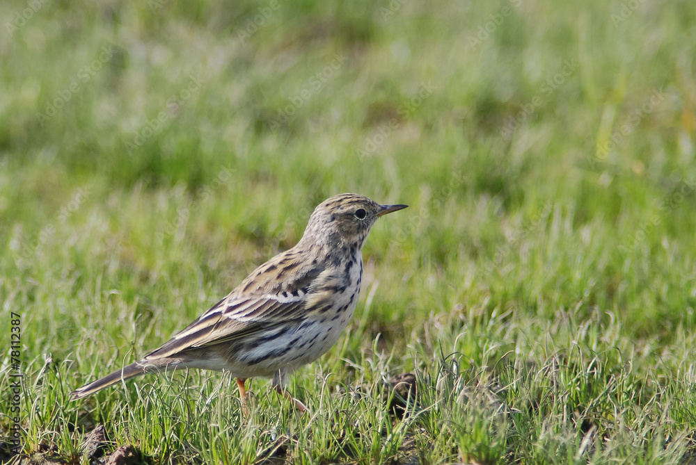 pispola (Anthus pratensis) - ritratto pispola (Anthus pratensis) - ritratto