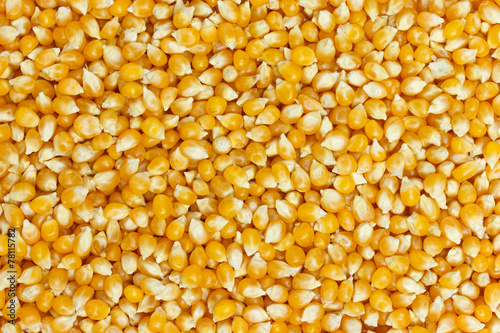 Background of uncooked corn grains
