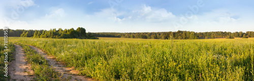 Summer meadow panorama