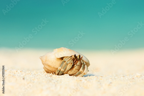 Fototapeta Naklejka Na Ścianę i Meble -  Hermit crab at beach