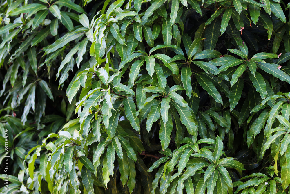 Naklejka premium Mango leaves