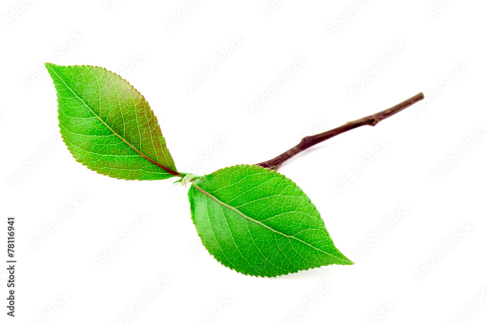 Obraz premium Green leaf