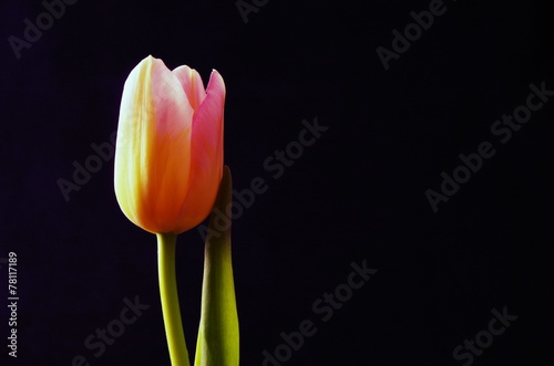 eine Tulpe