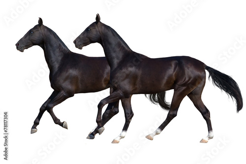 Beautiful akhal-teke horses run gallop isolated on white backgr