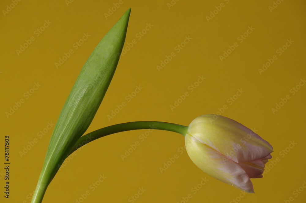 Fototapeta premium eine Tulpe