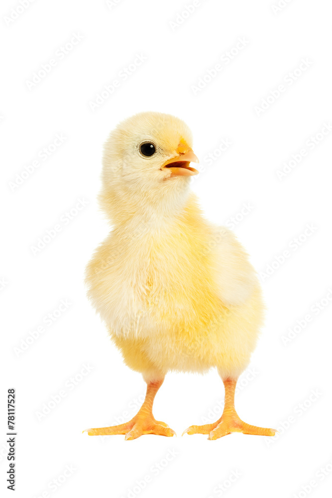 Adorable little chicken isolated