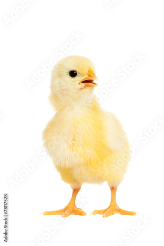 Adorable little chicken isolated