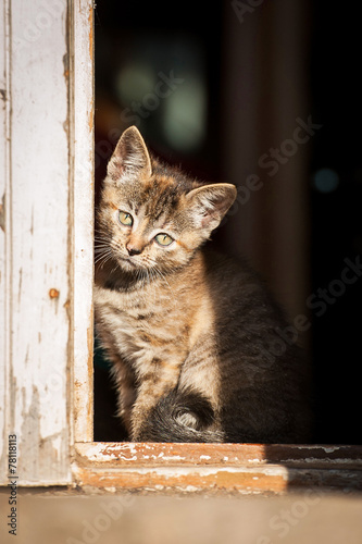 Little tabby kitten sitting near the door