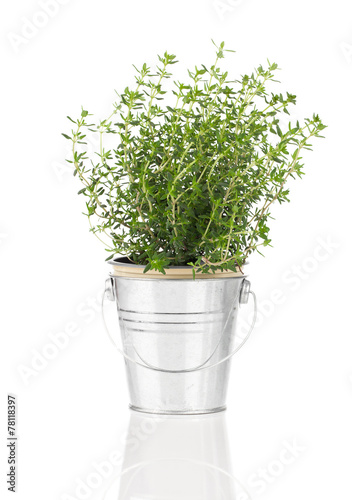 thyme herb plant growing in a distressed pewter pot, isolated