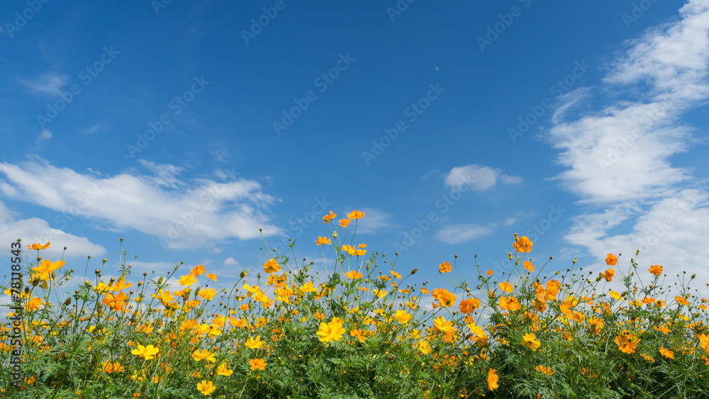 yellow cosmos against blue sky background