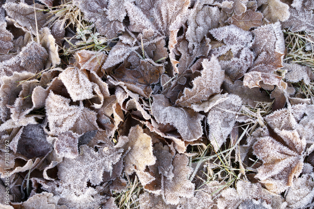 Autumn leaves in frostiness.