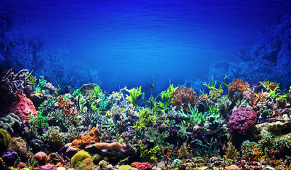 Gordijnen Koraalriffen Bloeiend koraalrif onder zeespiegel  © Vitaly Korovin