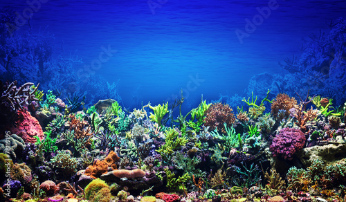 Photo Coral Reef