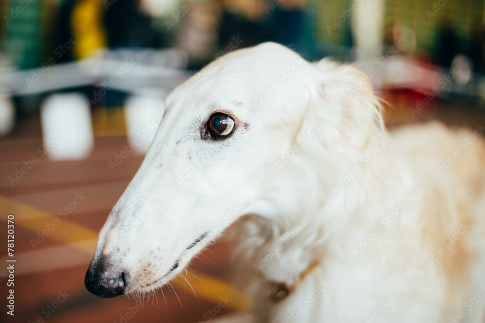 Dog Russian Borzoi Wolfhound Dog Russian Borzoi Wolfhound