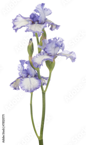 Fototapeta Naklejka Na Ścianę i Meble -  iris