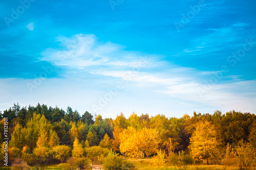 Summer Landscape With Colorful Forest