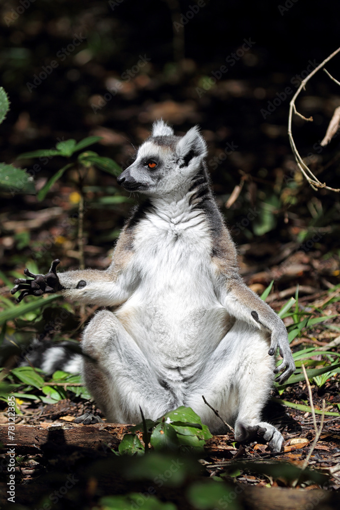 Obraz premium Katta (Lemur catta)