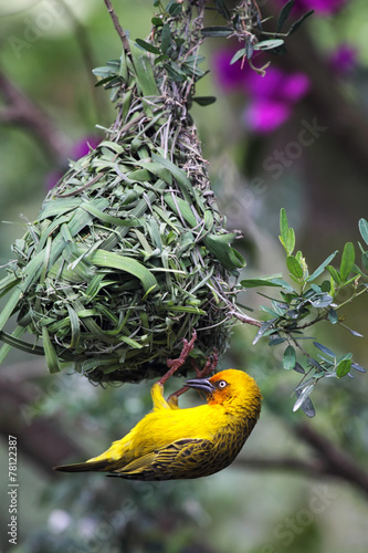 Kapweber (Ploceus capensis) photo