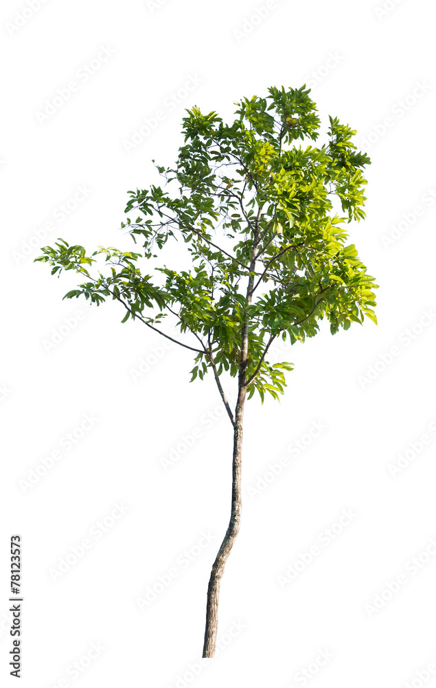 Obraz premium isolated tree