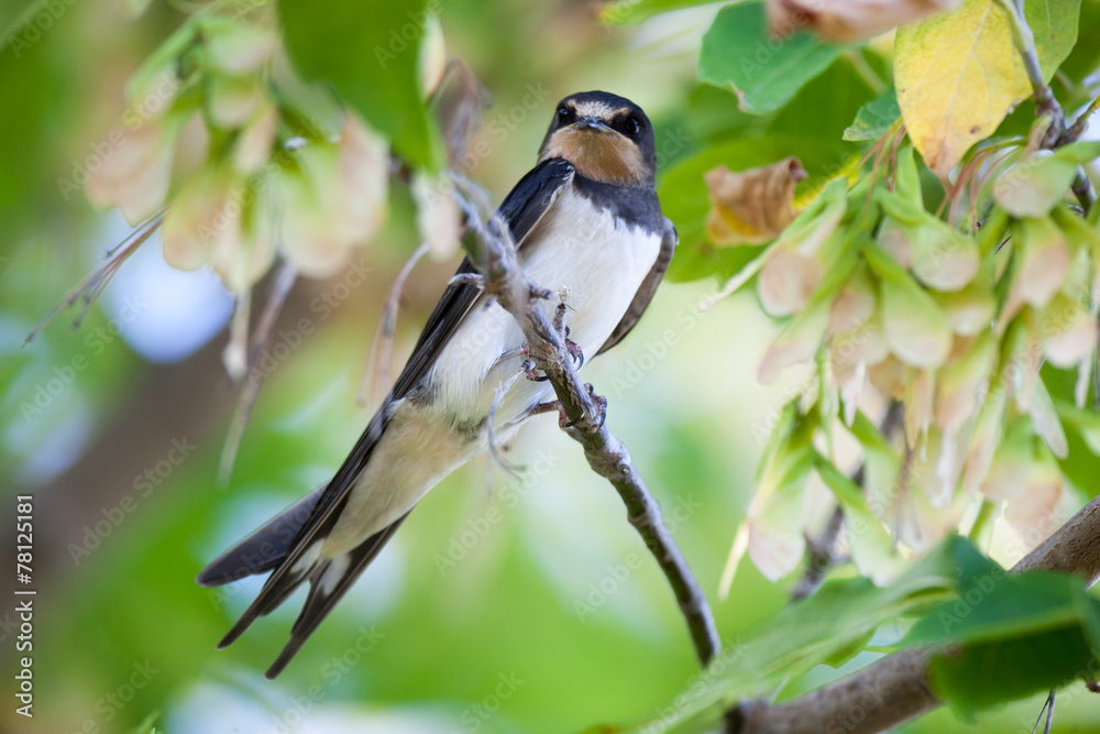 Barn Swallow (Hirundo rustica)