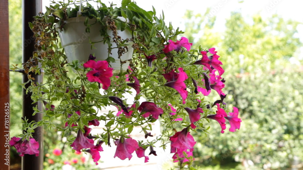 Petunia flowers hang in a flower pot Petunia flowers hang in a flower pot