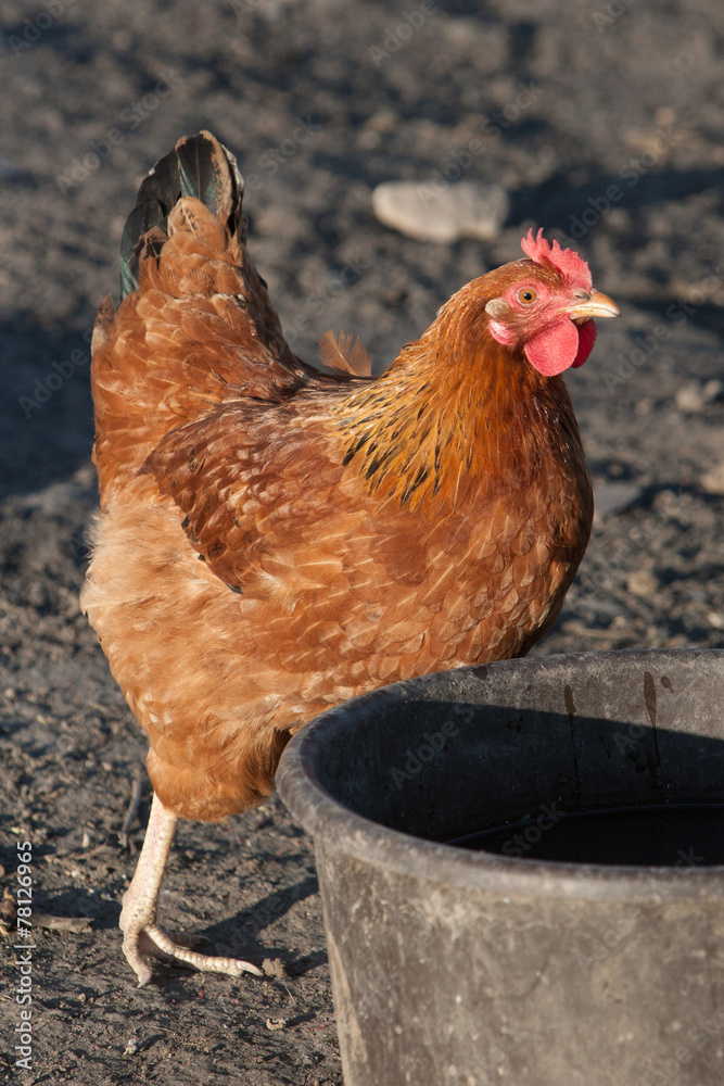 Fototapeta premium Brown Hen