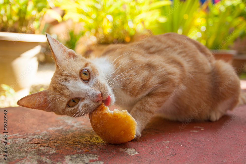 cat eating bun