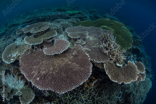 Table Corals on Reef
