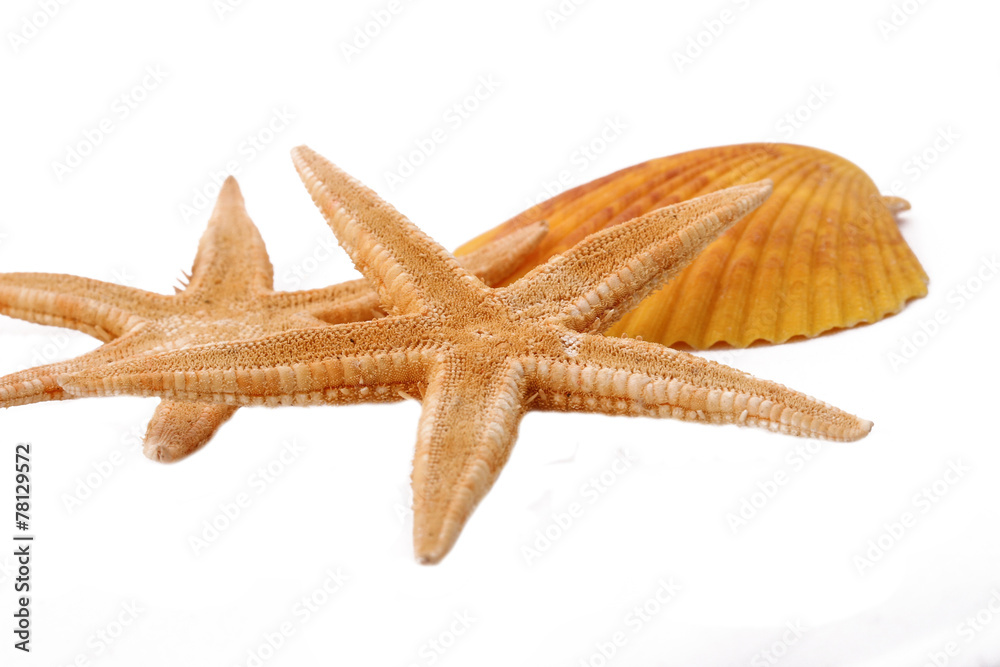 Two Starfish and Shell on the white background Two Starfish and Shell on the white background
