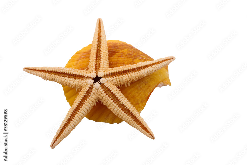 The Starfish with the shell on the white background The Starfish with the shell on the white background